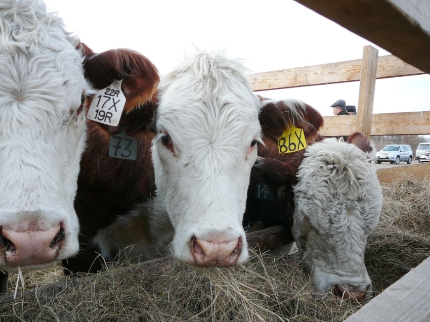 Всероссийский съезд производителей и переработчиков молока пройдёт в Москве